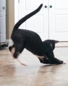 black cat playing