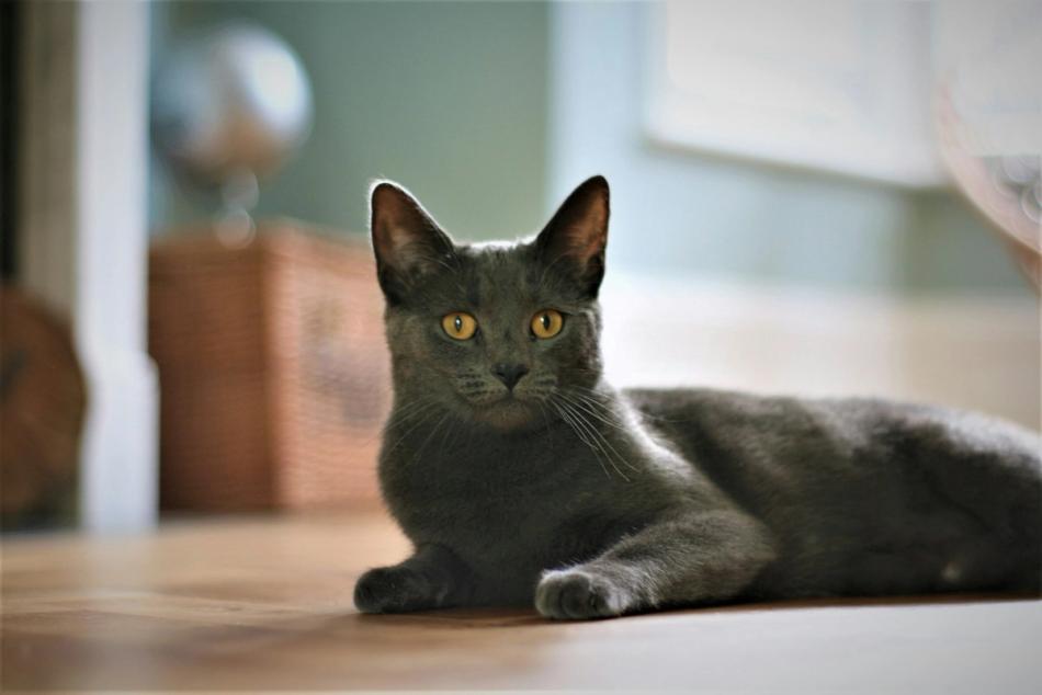 Korat Cat