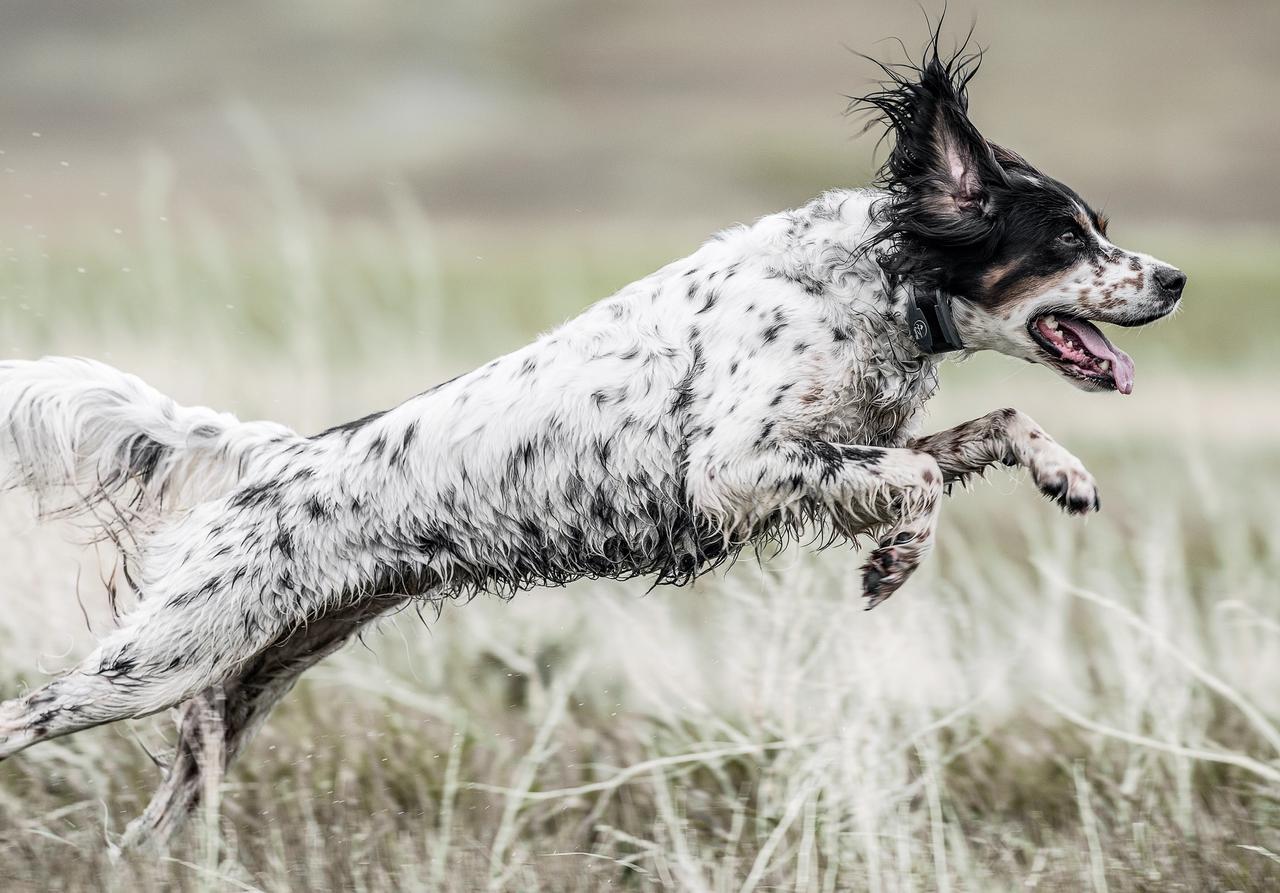 English setter bounding through flooded grassland