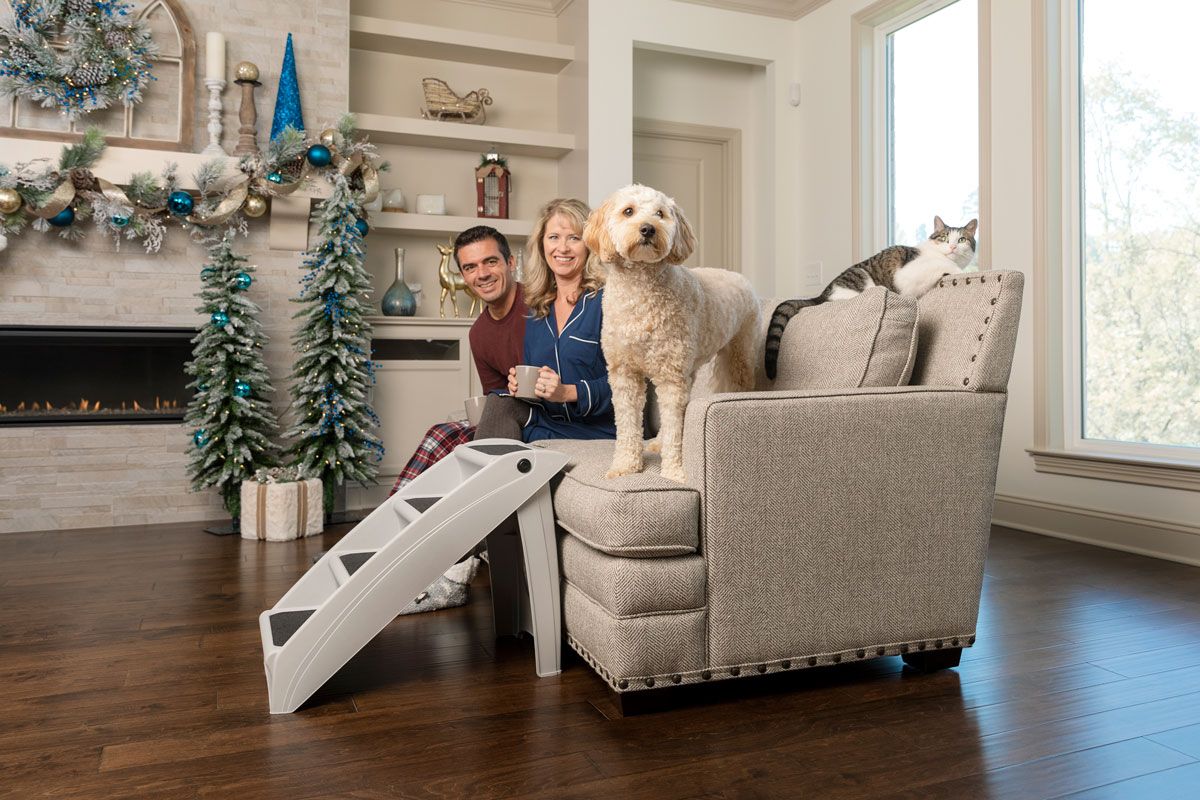 cat playing with laser toy