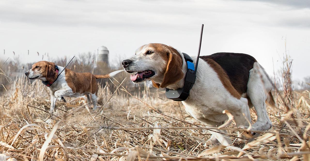 Footcare for Your Hunting Dog