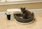 cat in litter box