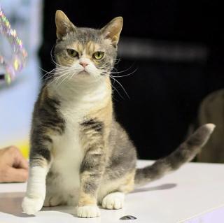 American Wirehair Cat