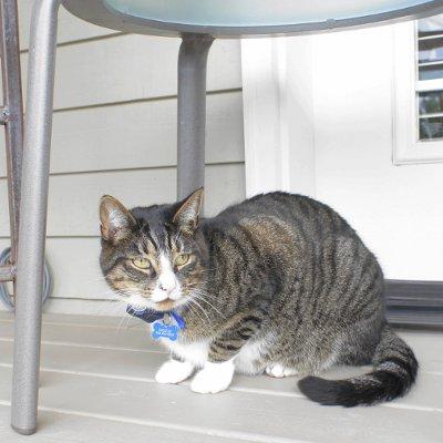 7 Ways to Prevent Hairballs