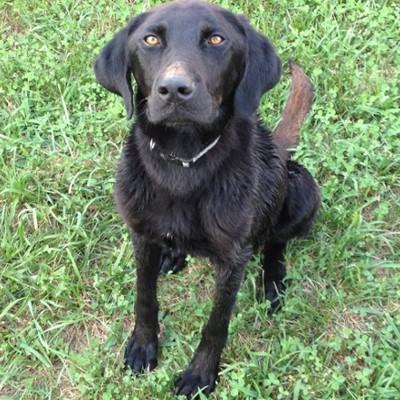 black dog