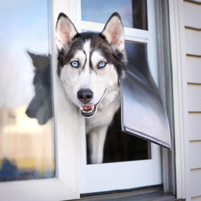 Husky pokes his head through a PetSafe 1-Piece Sliding Pet Door.