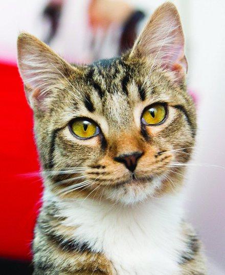basic cat behavior