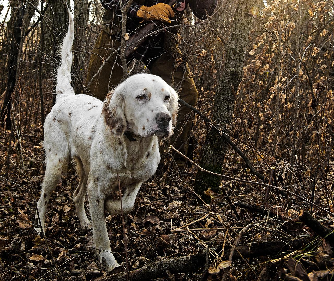 Setter on point in woods with hunter walking up behind