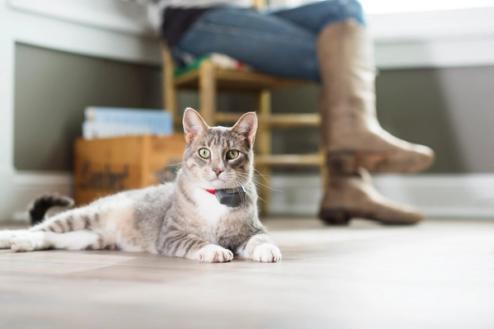 gray tabby cat wears invisible fence collar that provides indoor cat protection