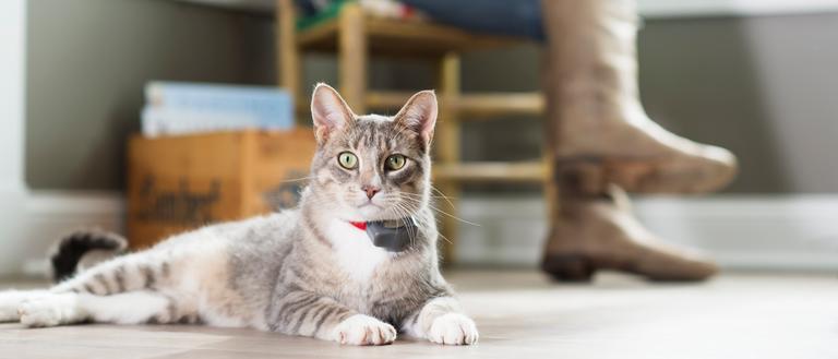 gray tabby cat wears invisible fence collar that provides indoor cat protection