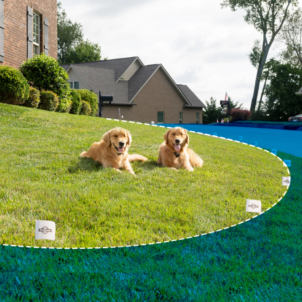 Two dogs with boundary