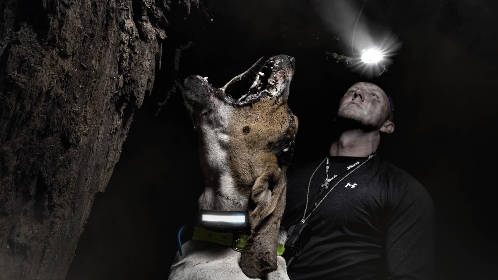 Hound barking up tree at night with reflective collar on and handler in the background