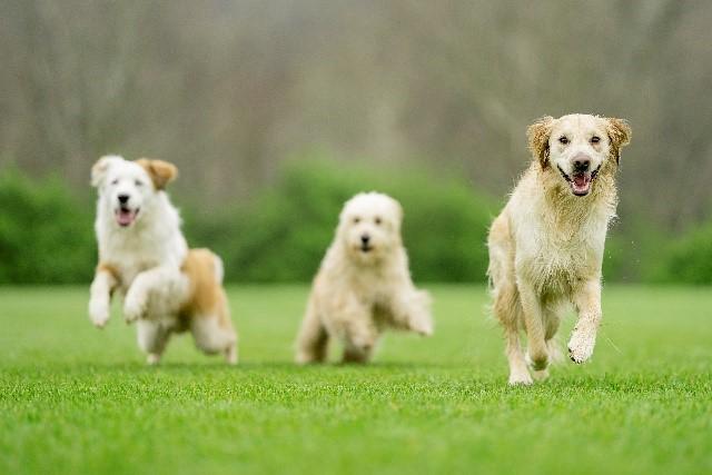 dogs in rain