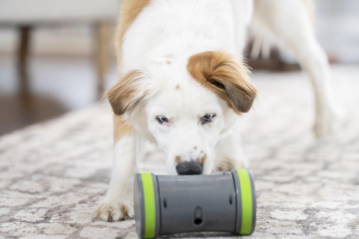 kibble chase dog toy