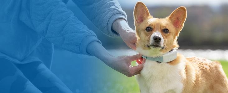 Owner places GPS dog fence on small dog.