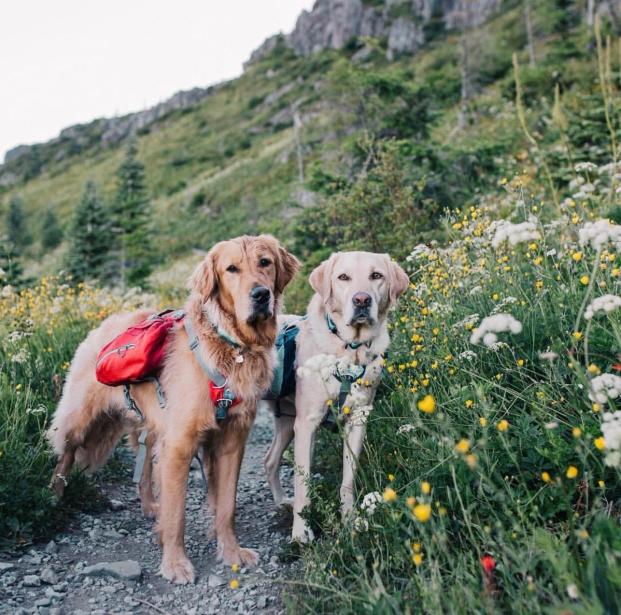 Dog-Friendly Hikes: Idaho