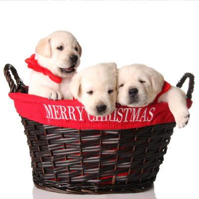 christmas puppies