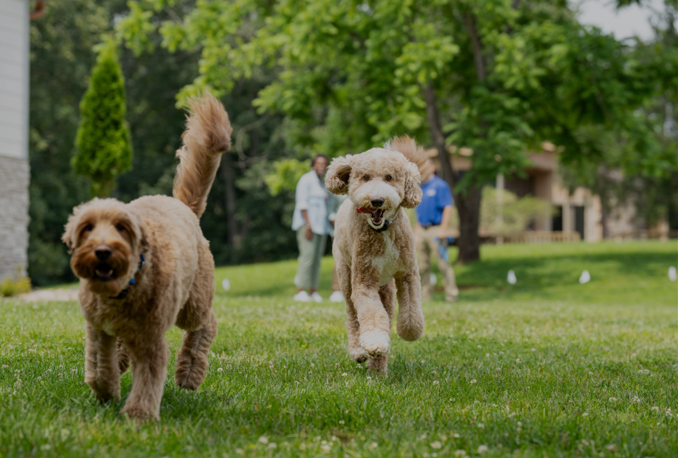 two Goldendoodles play in their invisible fence yard with family