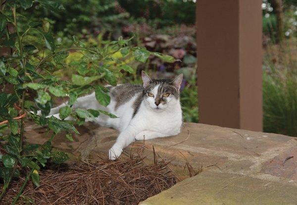 How Do I Know My Pet Is Overheating?