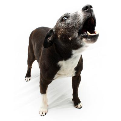 dog barking