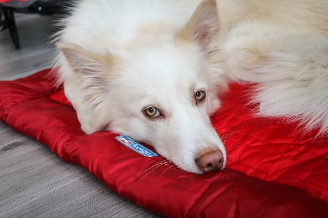 5 Important Safety Tips When Moving to a New Home with your Dog