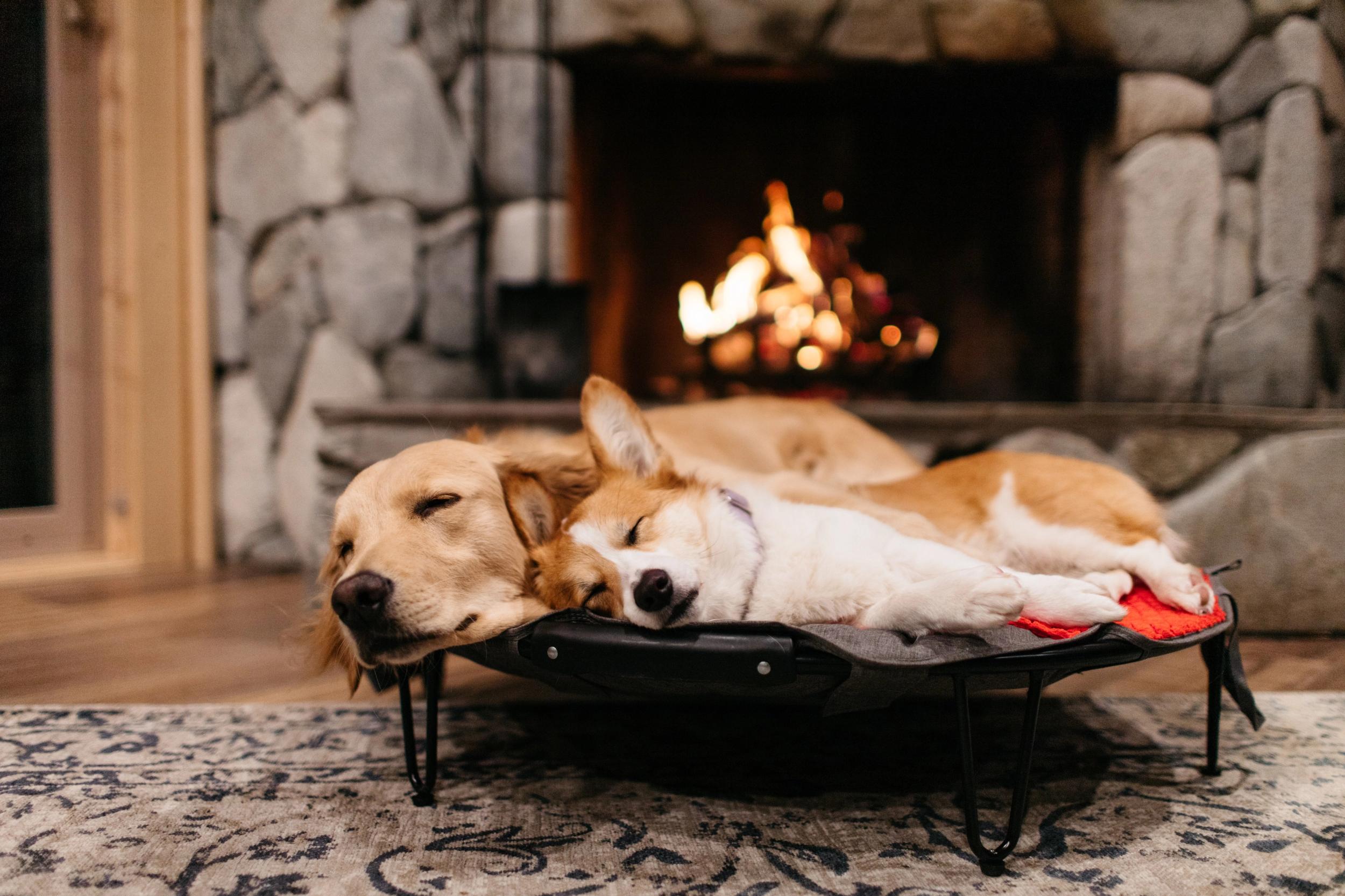 Experts: COVID-19 is not transmissible between people and pets