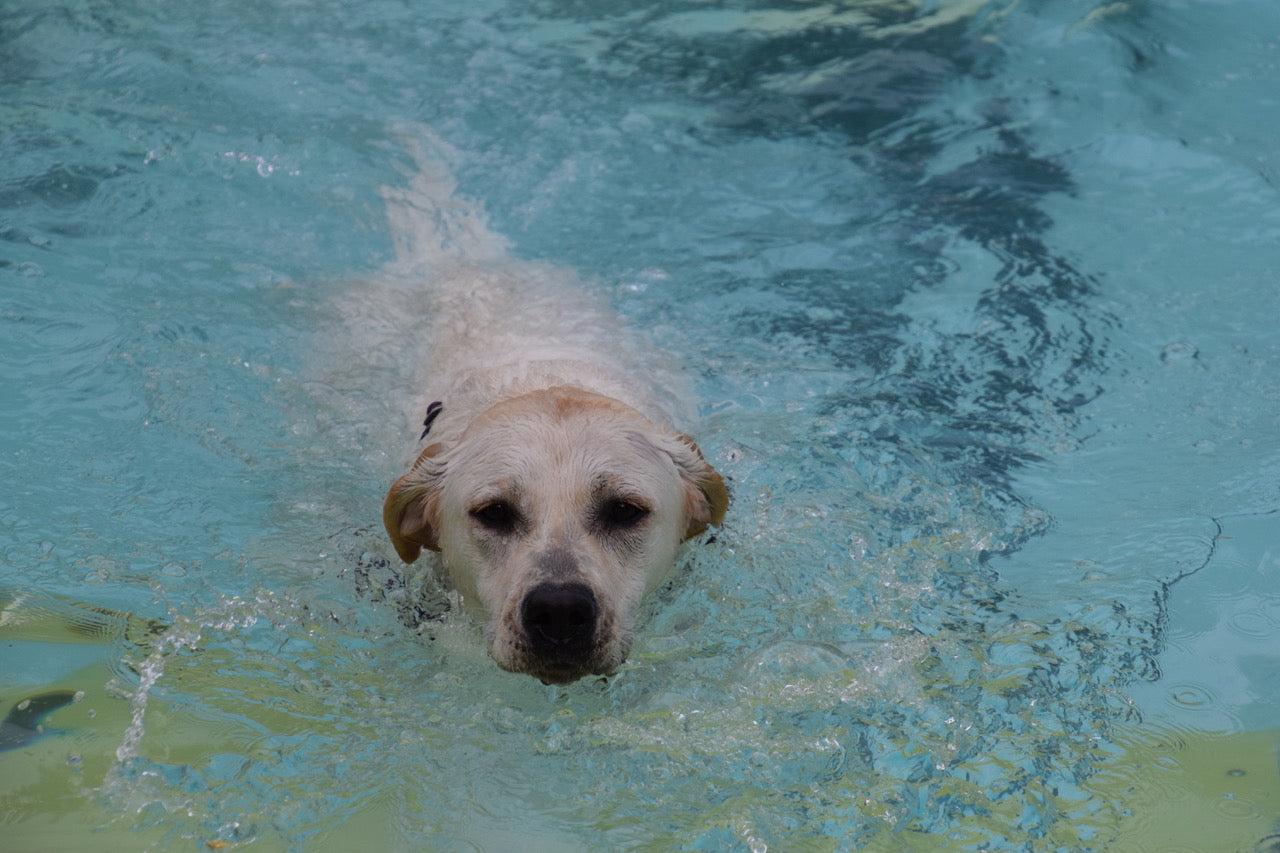 Labs water farley