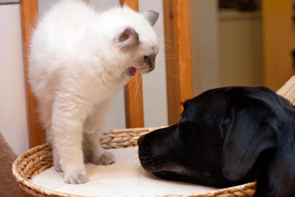 Kitten upset with dog