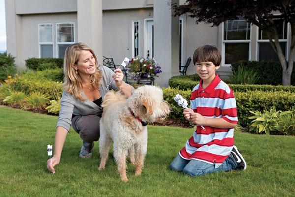pet fence training