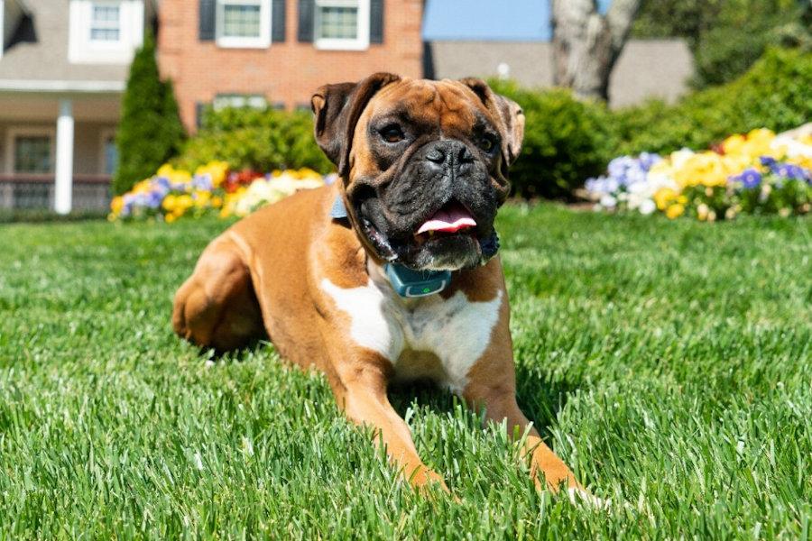 Dog in Yard