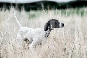 Choosing the Right E-Collar