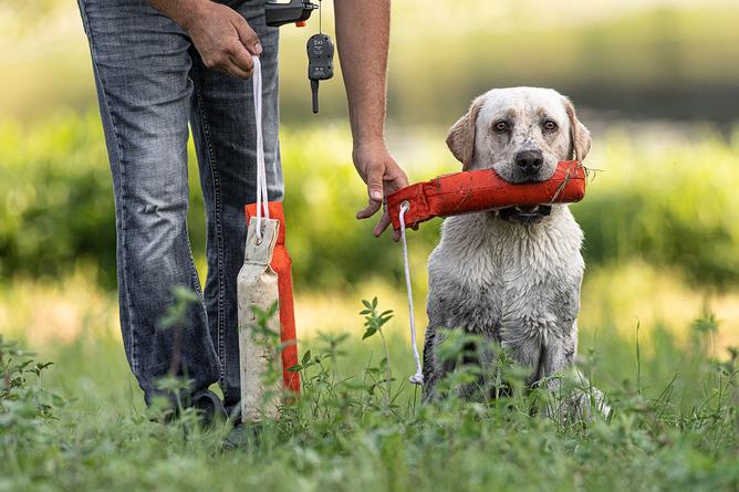 yellow lab holding canvas dummy in mouth with trainer reaching down to grab it