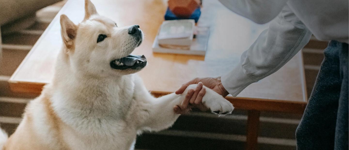 Owner shakes dog's paw as dog looks up with a sense of peace and trust.