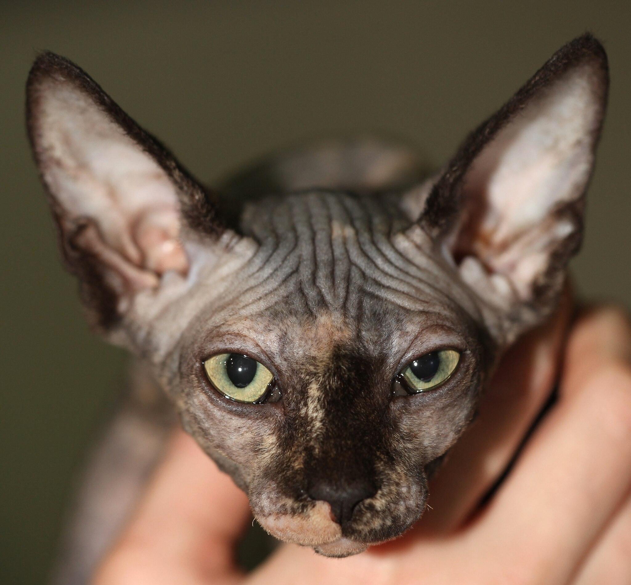 Sphynx Black Cat