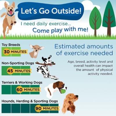 How Much Exercise Does My Dog Need?