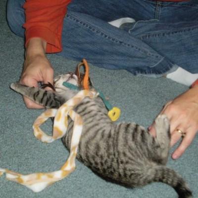 how to foster pets