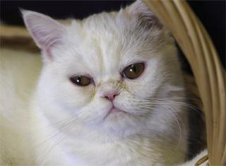 Exotic Shorthair Cat