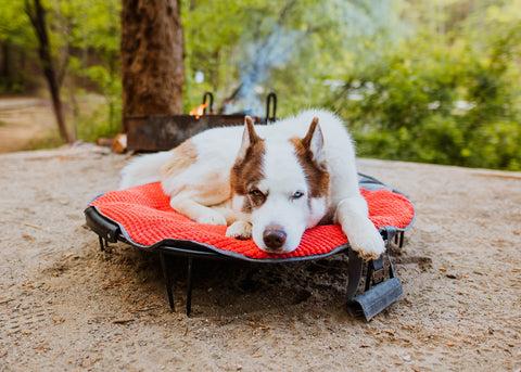 A white and orange husky mix laying on the elevated TaGo Bed in front of a fire.