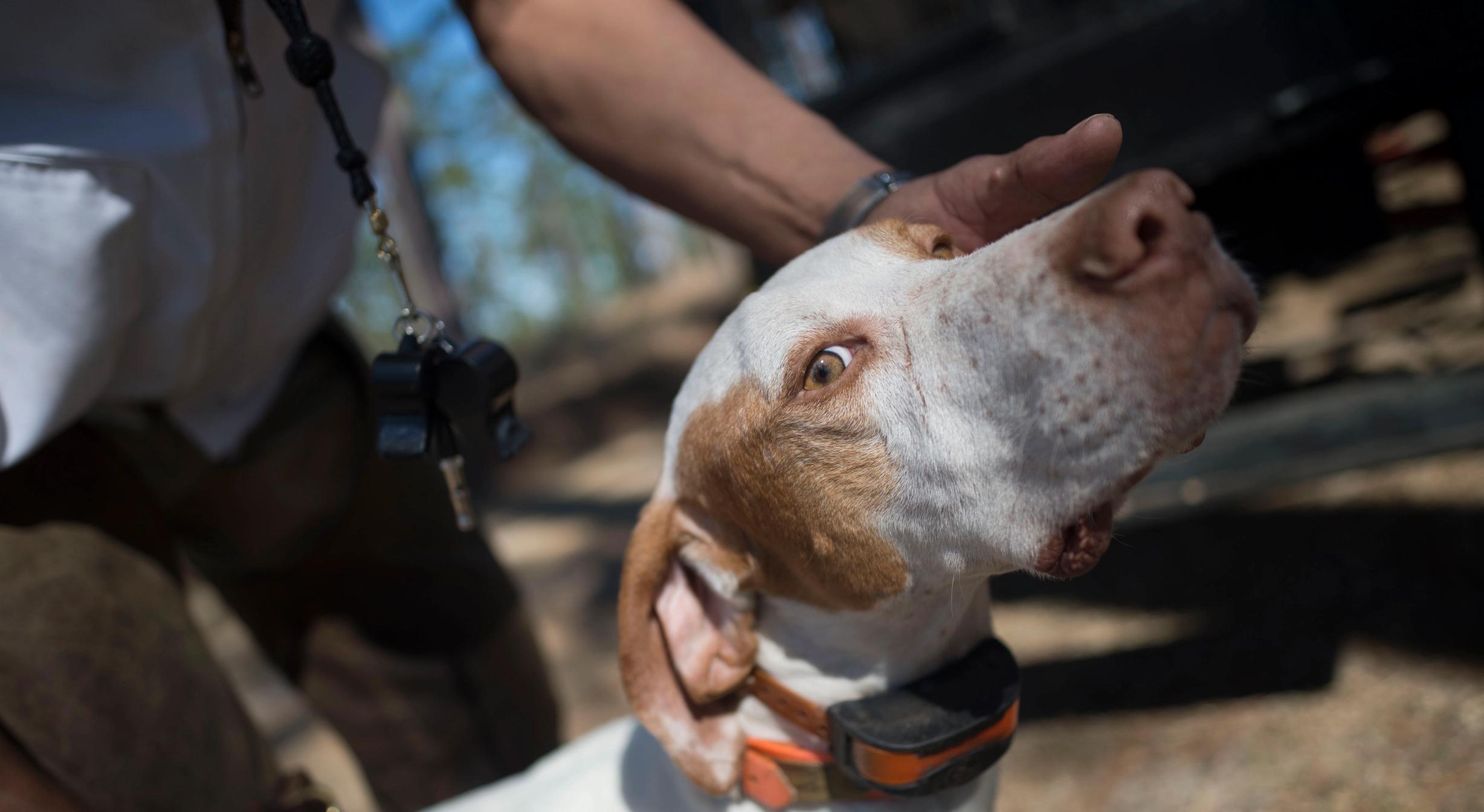 English Pointer being handled by man.