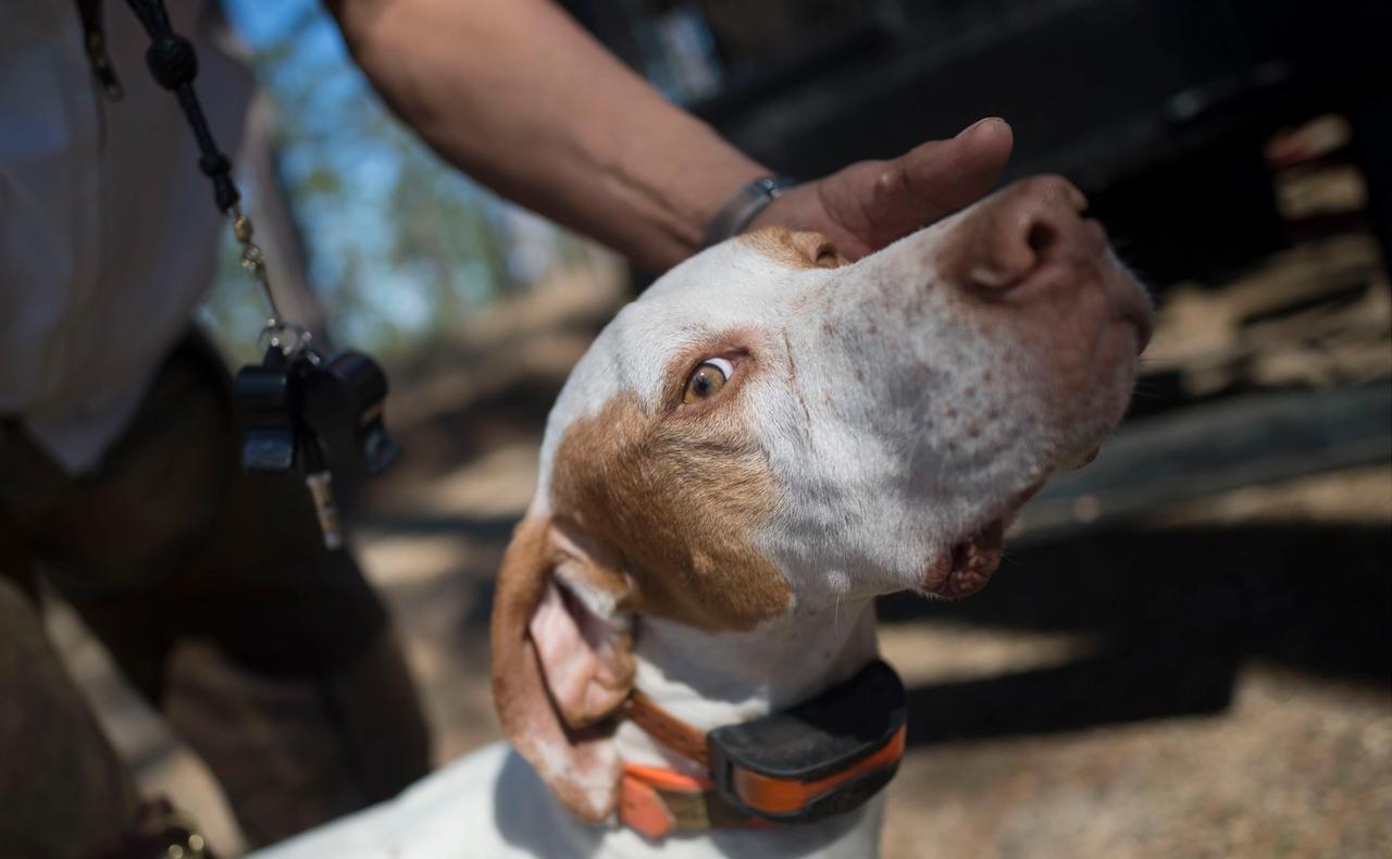 Hunting Dogs Eyecare