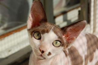 Devon Rex Cat