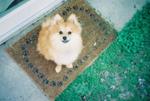 small dog on doormat