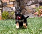puppy running