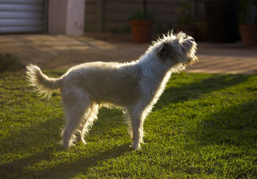 dog barking