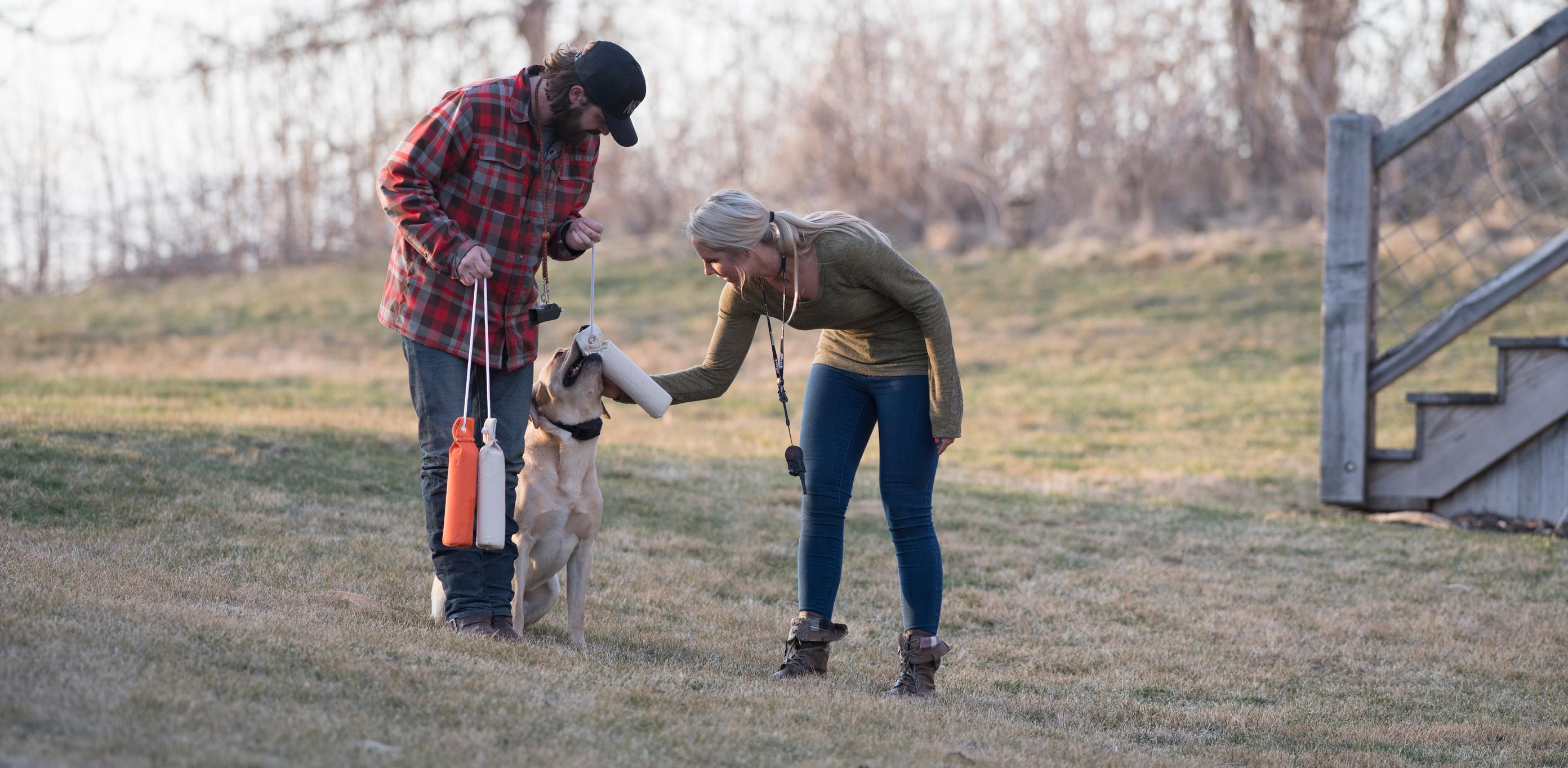 Man and woman petting and rewarding yellow lab for retrieving dummy