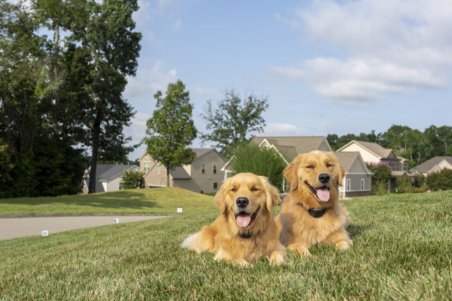 dogs in yard
