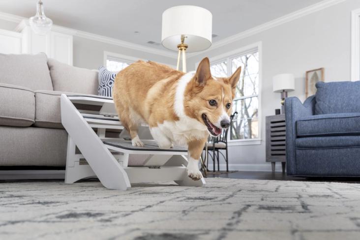 dog and folding pet steps