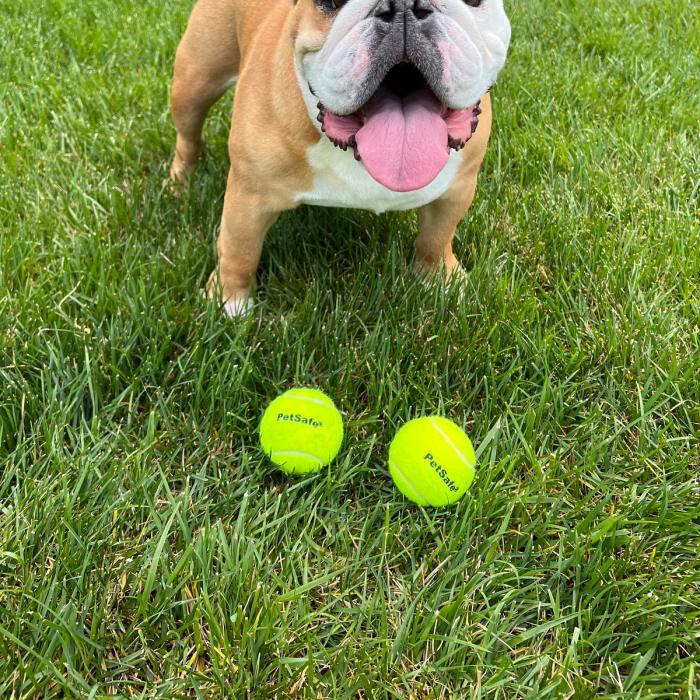 Brown and white bulldog sitting in the grass looking at the camera with two PetSafe Tennis Balls sitting in front of him.