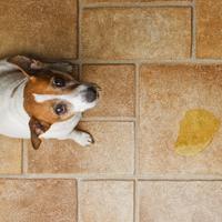 pet carpet cleaning