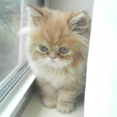 himalayan persian cats